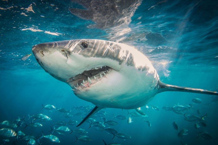 Атака акули: що робити, щоб вижити