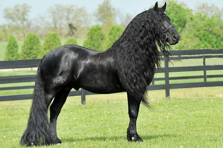 Найексклюзивніші породи коней у світі: символи величі та краси